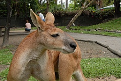 0788 Wildlife Habitat Port Douglas